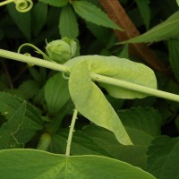 Passiflora subpeltata Ortega